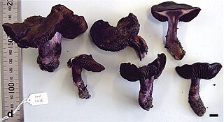 <i>Cortinarius hallowellensis</i> Species of fungus