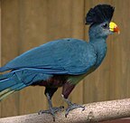 Great blue turaco