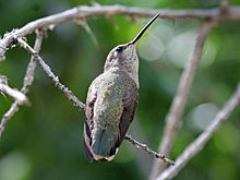 Costas Hummingbird fêmea RWD2.jpg