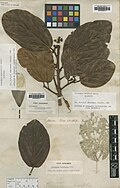 Coussapoa latifolia Aubl.  BM000993414.jpg