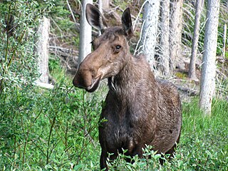 The predicted parasite intensity of moose nose bot fly larvae for