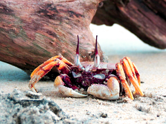 Cuillère Reste Crabe Rouge Taille Unique