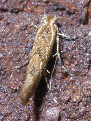 <i>Cremastobombycia</i> Genus of moths