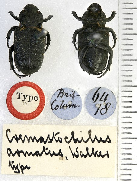File:Cremastocheilus armatus Walker, 1866.jpg
