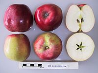 Cross section of Red Musk, National Fruit Collection (acc. 1951-004) .jpg