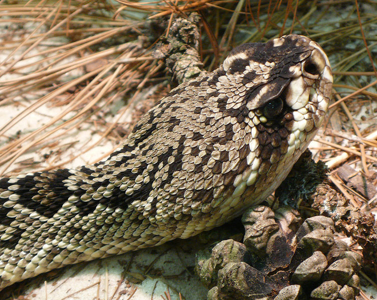 File:Crotalus adamanteus (3).jpg