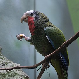 A. leucocephala (Cuban amazon) feeding using its foot