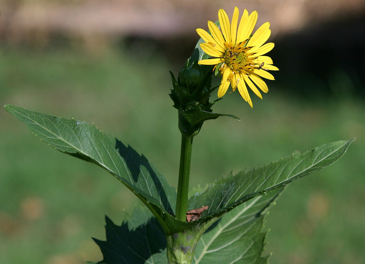 Cup petals. H: 38 cm. d 45 cm.