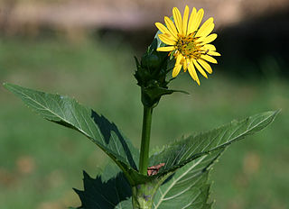 <i>Silphium perfoliatum</i> Species of flowering plant