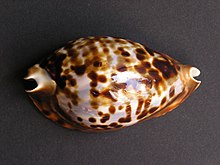 Cypraea friendii.jpg