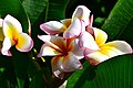พันธุ์ไม้ในตระกูลลีลาวดี กลีบดอกสีเหลือง และมีเส้นสีขาว ปลายกลีบดอกสีชมพูรอบกลีบ - ลีลาวดีพบในประเทศไทย
