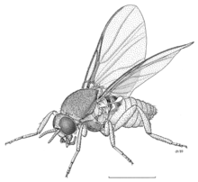 DIPT Simuliidae Austrosimulium australense.png