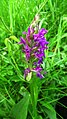 Dactylorhiza majalis Germany - Moosalbtal bei Völkersbach