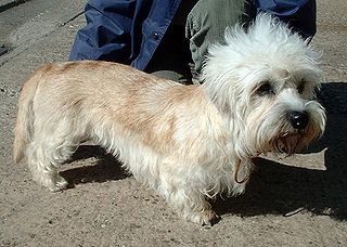 <span class="mw-page-title-main">Dandie Dinmont Terrier</span> Dog breed