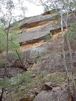 <span class="mw-page-title-main">Pilliga forest</span> Woodland in New South Wales, Australia