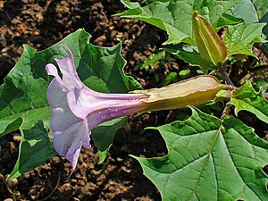 Datura stramonium 002.JPG