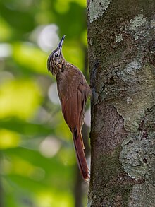 Deconychura pallida Southern Long-tailed Woodcreeper; Novo Airao, Amazonas, Brazil.jpg