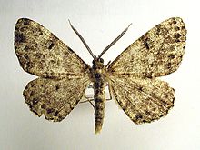 Deileptenia ribeata.jpg