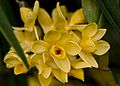 Dendrobium sulcatum flowers