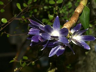 <i>Dendrobium victoriae-reginae</i> Species of orchid