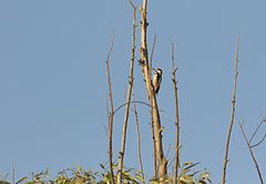 Dendrocopos syriacus Syrian Woodpecker Alaca Ağaçkakan