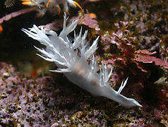 Nudibranchia: Étymologie, Description, Écologie et comportement