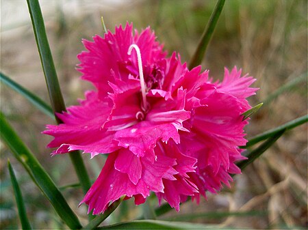 Dianthus from Sayada, Tunisia 2010.jpg