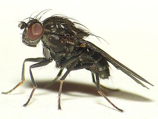 <i>Dichaeta caudata</i> Species of fly