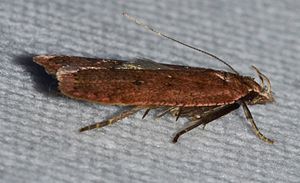 Dichomeris ventrella (14287355207).jpg