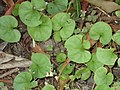 Thumbnail for Dichondra carolinensis