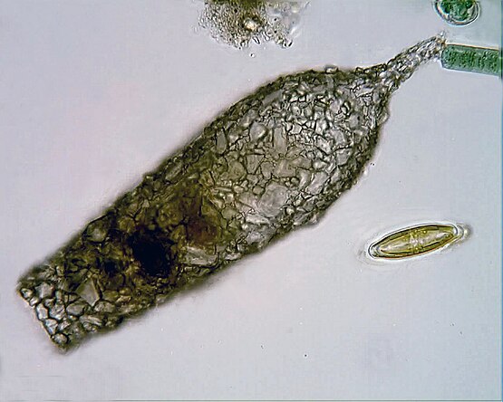 Shell of Difflugia acuminata: an agglutinated test made up of mineral particles glued together with secretions from within the cell Difflugia acuminata.jpg