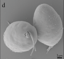 Scanning mikrograf elektron dari "Diplonema papillatum"