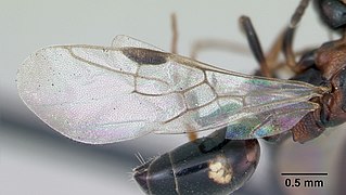set fra siden af ​​vingen af ​​en myre Dolichoderus quadripunctatus
