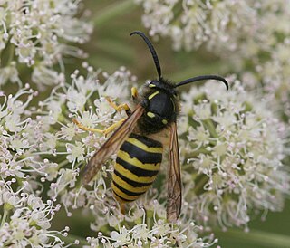 <i>Dolichovespula sylvestris</i> Species of wasp