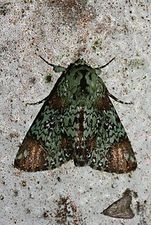 <i>Donda</i> (moth) Genus of moths