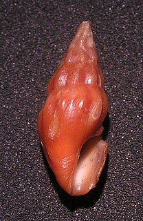 <i>Drillia</i> Genus of gastropods