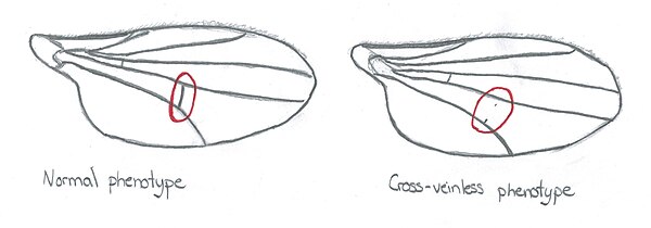 Normal and cross-veinless Drosophila wings