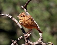 Sharqiy klapper lark (Mirafra fasciolata subsp fasciolata), məhsul.jpg