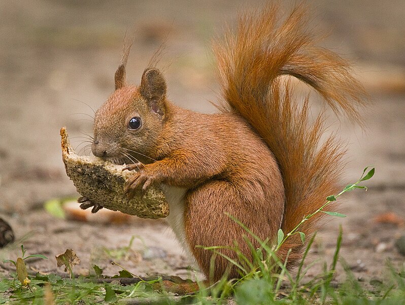 File:Eating bread (43085364301).jpg