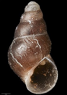 <i>Eatoniella stewartiana</i> Species of gastropod