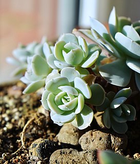 <i>Echeveria runyonii</i> species of plant