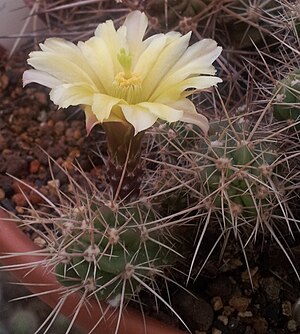 Echinocereus maritimus subsp.  hancockii