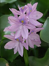 Jacinthe d'eau ou camalote (eichhornia crassipes).