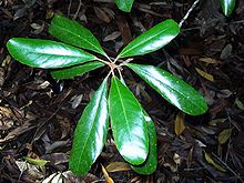 Elaeocarpus williamsianus оставя.jpg