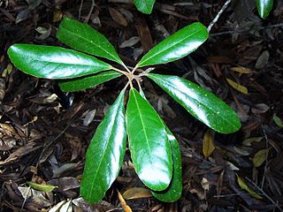 <i>Elaeocarpus williamsianus</i> Species of flowering plant in the family Elaeocarpaceae