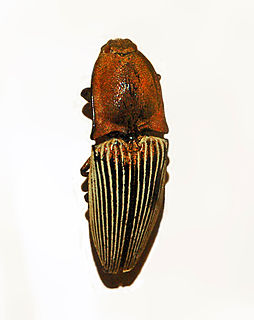 <i>Chalcolepidius porcatus</i> Species of beetle