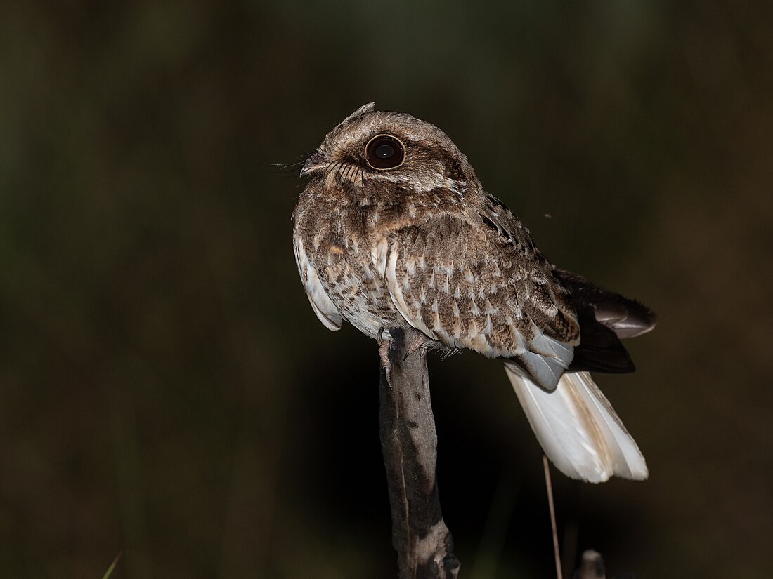 Eleothreptus candicans