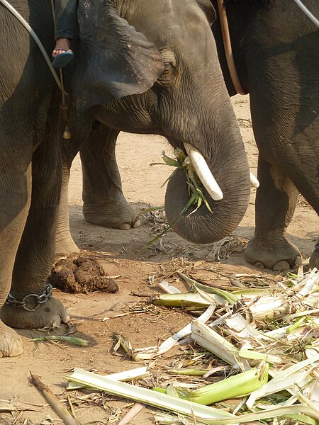 File:Elephant riding in Kanchanaburi P1100915.JPG