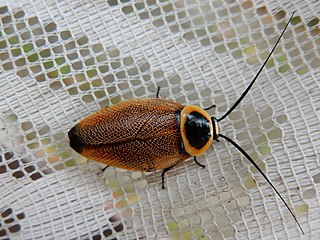 <span class="mw-page-title-main">Ellipsidion australe</span> Species of cockroach