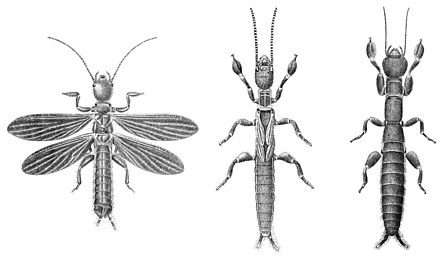 Drawings of Embia major winged male, male nymph and adult female "from the Himalayas" by Augustus Daniel Imms, 1913 Embia major mf.jpg